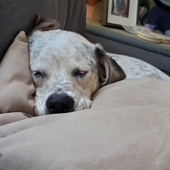 Meet your Posher, Alysa - Picture 4 of 4